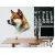 falmatrica kutya akita shiba inu kutyus gazdiknak
