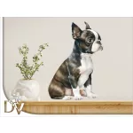 falmatrica kiskutya Boston terrier kölyök kutyus gazdiknak