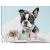 falmatrica kiskutya boston terrier kölyök kendővel gyerekszobába