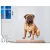 falmatrica kutya kutyus gazdiknak bullmastiff